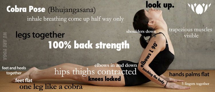 The Cobra Yoga Pose Infographic