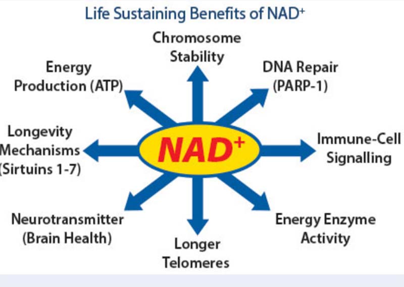 life sustaining benefits of nad